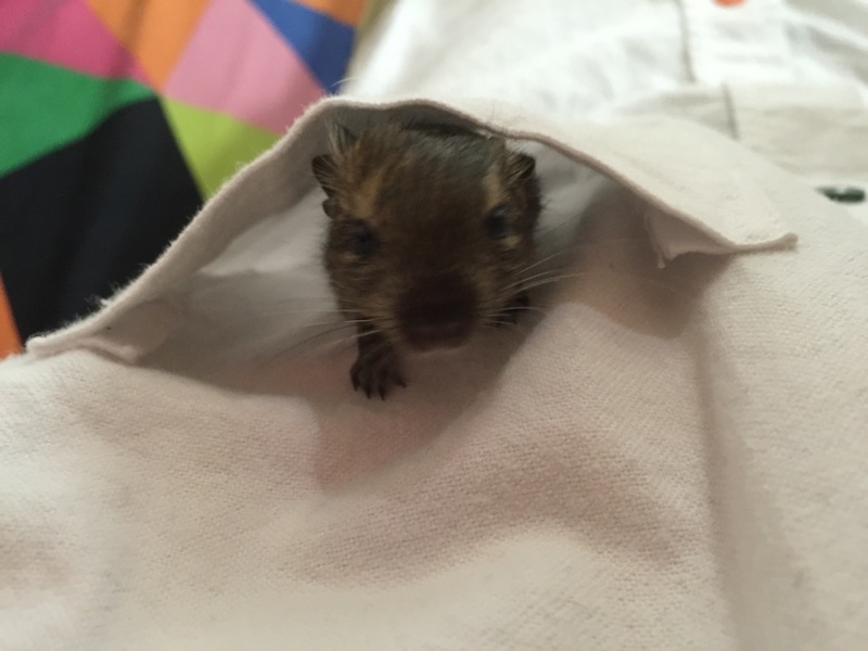 デグーの赤ちゃん   サムネイル2