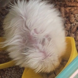 「白さん 抜いた自分の毛で！！！！」サムネイル2