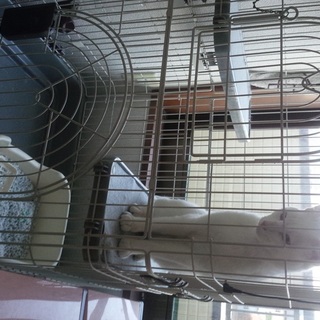 室内猫里親再募集となります