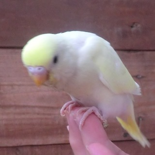 クリーム色のセキセイ雛