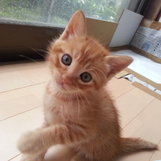【子猫】【生後1ヶ月】