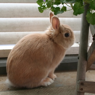 純 ネザー男の子