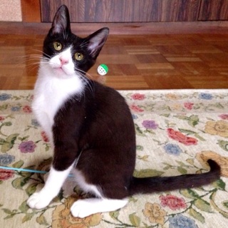 生後約3ヶ月 人懐こい黒白八割れの子猫