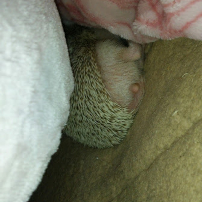 はりり０３のカバー写真