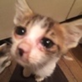 生後約2か月の白多めの三毛ちゃん