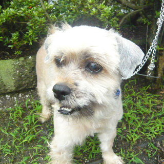 期限切迫！！シーズー系の男の子・性格いいです。