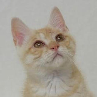 優しいふわふわ茶トラ君