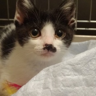 脚の悪いハチワレ子猫ゴマちゃん