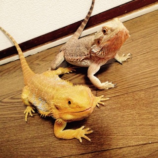 フトアゴヒゲトカゲ セミアダルト ♂♀ペア