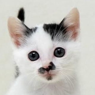 こんなに可愛い白黒にゃんこ見たことない！