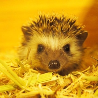 ハリネズミの♂♀