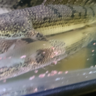 ポリプテルスの里親募集