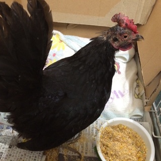 鶏を保護しました！