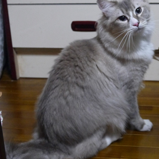 面会が入りました。ラグマンチ 仮名：てぃ君 