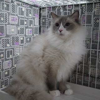 ラグドール＆マンチカン仮名：トゥ君 