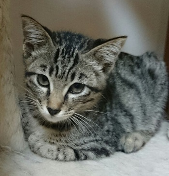 照れ屋な女の子 大阪府 猫の里親募集 ペットのおうち 月間利用者150万人