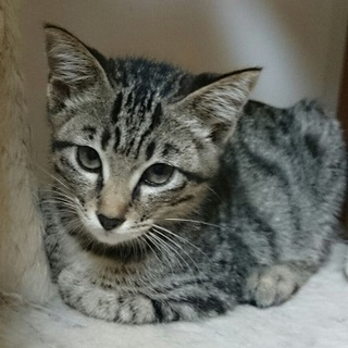 照れ屋な女の子