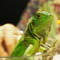 グリーンイグアナ（ベビー）