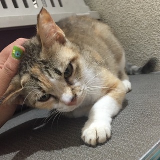 緊急です！脱出したい！もみじちゃん！