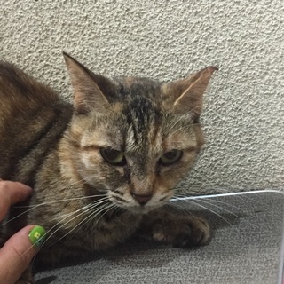 緊急！一時脱出中！ちびたん！