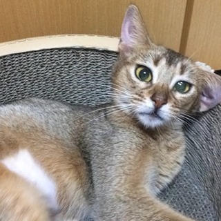 人が大好きなアビ