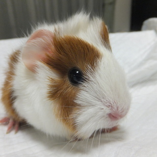 交渉中のため、一時中止します。