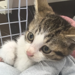 あんみつちゃん♡キジトラ