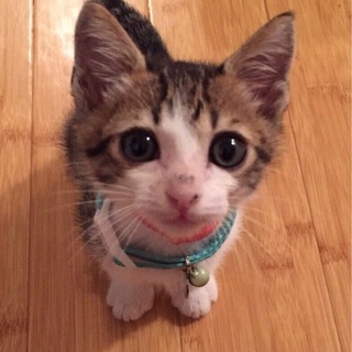 ありがとうございました。