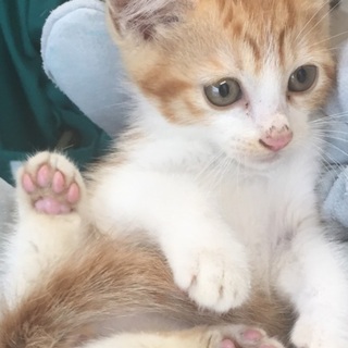 もなか氏☆茶トラくん