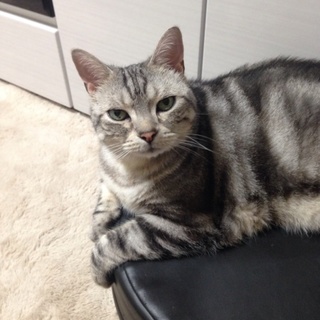 オスのアメショー