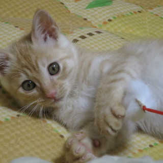 甘えん坊の茶トラちゃん