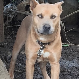 アメリカンピットブルテリア？風