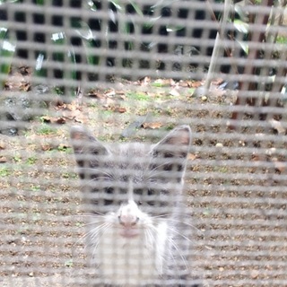 灰色の女の子です