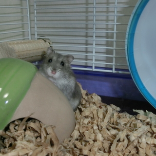 ハムスターが好きな方、面倒を見て頂ければ幸いです。