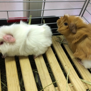 里親さん決まりました☆