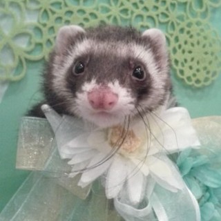 【現在交渉中のため締切】8ヶ月のマーシャル