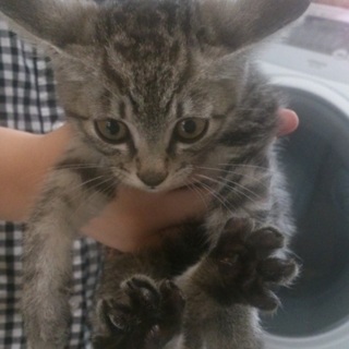 家族になって下さい