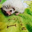 ハリネズミ♀  里親募集