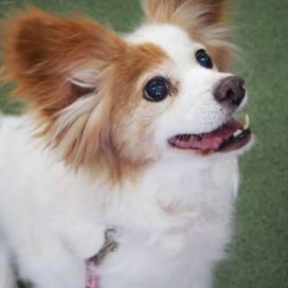 とても穏やかなキャバリアmixさんの家族募集です☆