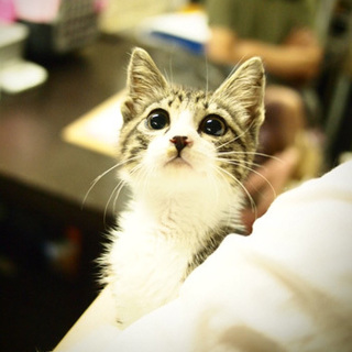 代理掲載・コタロウ