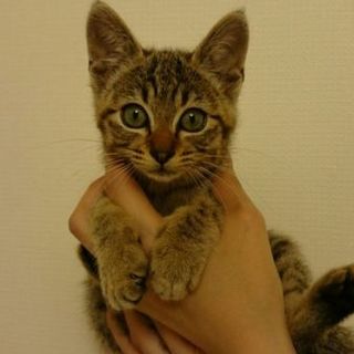 すごく人懐っこいキジトラの女の子です♪