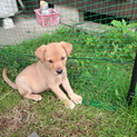 ２か月　子犬　メス　薄茶