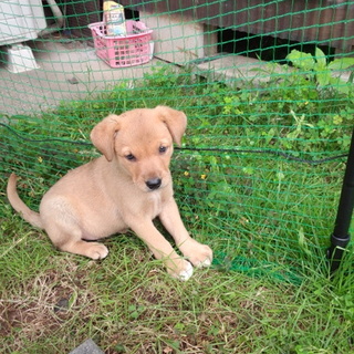 ２か月　子犬　メス　薄茶