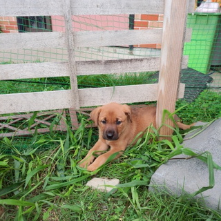 ２か月　メス　こげ茶の子犬