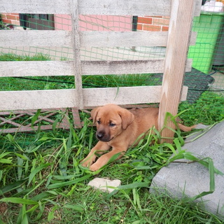 ２か月　オス　こげ茶