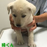 白＆クリーム雑種の子犬（生後１ヶ月半） サムネイル3