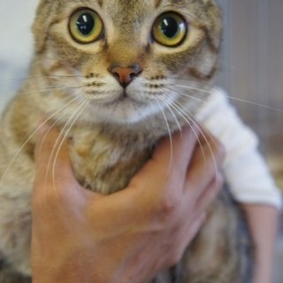 多頭飼育現場のキジトラちゃん