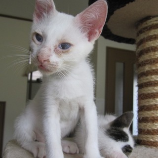 ちゅぱちゅぱ星人くっぱくん　動画有り