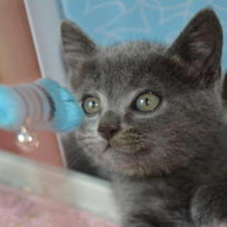 生後約１ｹ月半【シェリー♀】兄妹２匹で里親様募集中