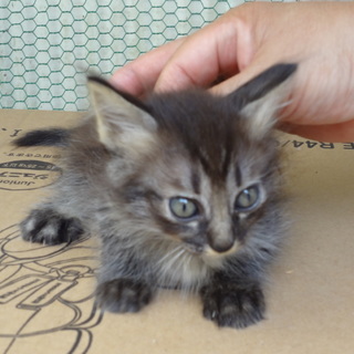 ☆長毛 キジトラ　こうクン　生後２ヶ月　男の子☆